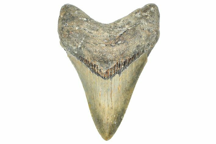 Serrated, Fossil Megalodon Tooth - North Carolina #363719